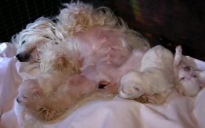 Cute Maltese Puppies - 2 Weeks Old