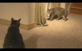 Cat vs Kitten