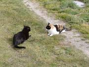 Cats Playing