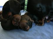 Dachshund - Cute 10 Day Old Puppies - Animals - Y8.COM