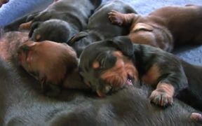 Dachshund - Cute 10 Day Old Puppies - Animals - VIDEOTIME.COM