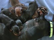 Dachshund - Cute 10 Day Old Puppies