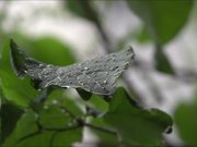 Rain on a Leaf in Slow Motion