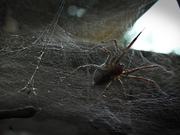 Spider and Web in Macro