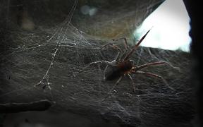 Spider and Web in Macro
