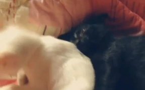 Kittens Want to Sleep