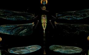 Zombie Dragonfly Discotheque - Anims - VIDEOTIME.COM