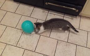 Cat and Balloon - Animals - VIDEOTIME.COM