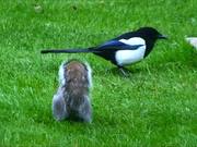 Grey Squirrel and Magpie