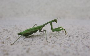 Praying Mantis on the Move