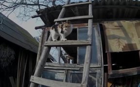 Rural Funny Cats
