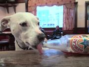 Bailey The Beer-Drinking Dog