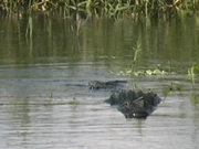 Myakka Park - Full Grown Alligator