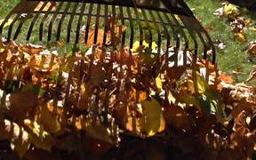 Raking Leaves in Macro
