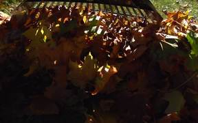 Raking Leaves in Macro