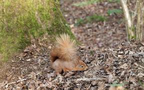 Squirrel at the Nature Reserve 4