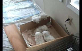 6 Weeks Old Puppies Nursing from their Uncle