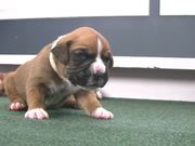 Boxer Puppies Begin to See in HD