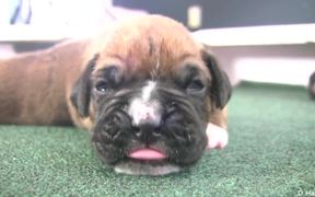 Boxer Puppies Begin to See in HD - Animals - VIDEOTIME.COM