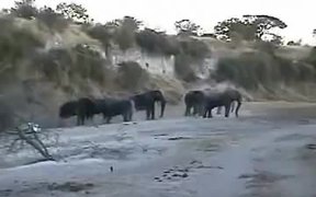 Elephants Like to to Bathe in the Sand