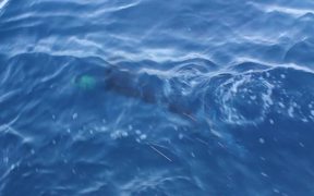 IGFA Great Marlin Race - Striped Marlin Tag