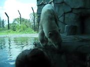 A Polar Bear Film
