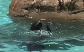 Sea Lions at the Zoo