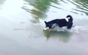 Funny Huskies Taking Its Bath