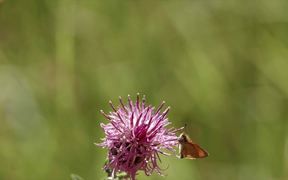 Nectar of Thistle