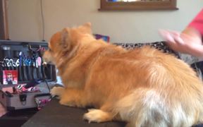 The Dog Becomes A Lion