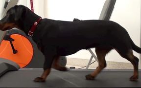 Learning To Walk On A Treadmill
