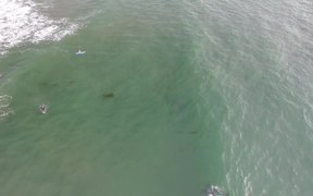 Dolphins, Pacific Beach, California