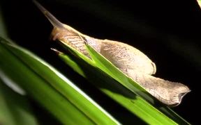 Hooded Semi-slug