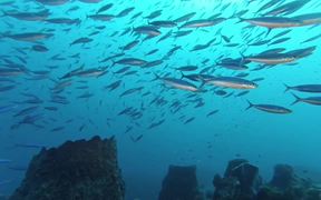 Martinique Diving
