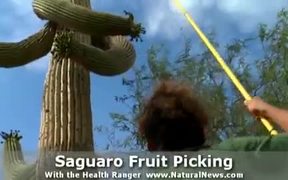 Saguaro Cactus Fruit Picking With David Wolfe
