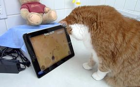 Beegie Meets the iPad Game for Cats