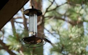 Durango Hummingbirds