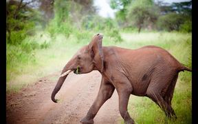 Meru National Park - Animals - VIDEOTIME.COM