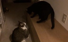 Slow-Mo Cats