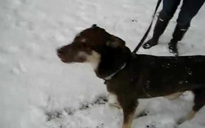 Playing w. Abby in the Snow