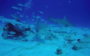 Bull Shark Diving