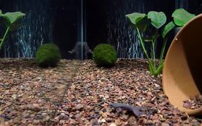 Three-Tap African Dwarf Frog Feeding