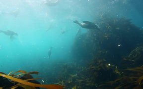Seal Diving in Cape Town