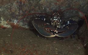 Common Lobster Sits in a Crevice