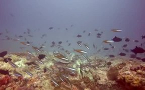 Diving in Watamu