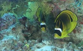 Raccoon Butterflyfish Courting Pair