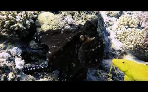 Beautiful Octopus - Animals - VIDEOTIME.COM