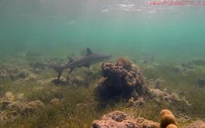 Underwater Nouvelle-Caledonie - Animals - VIDEOTIME.COM