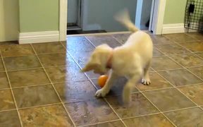 Yellow Lab Puppy Having Fun with an Orange