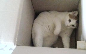 Kali in a Box - Animals - VIDEOTIME.COM